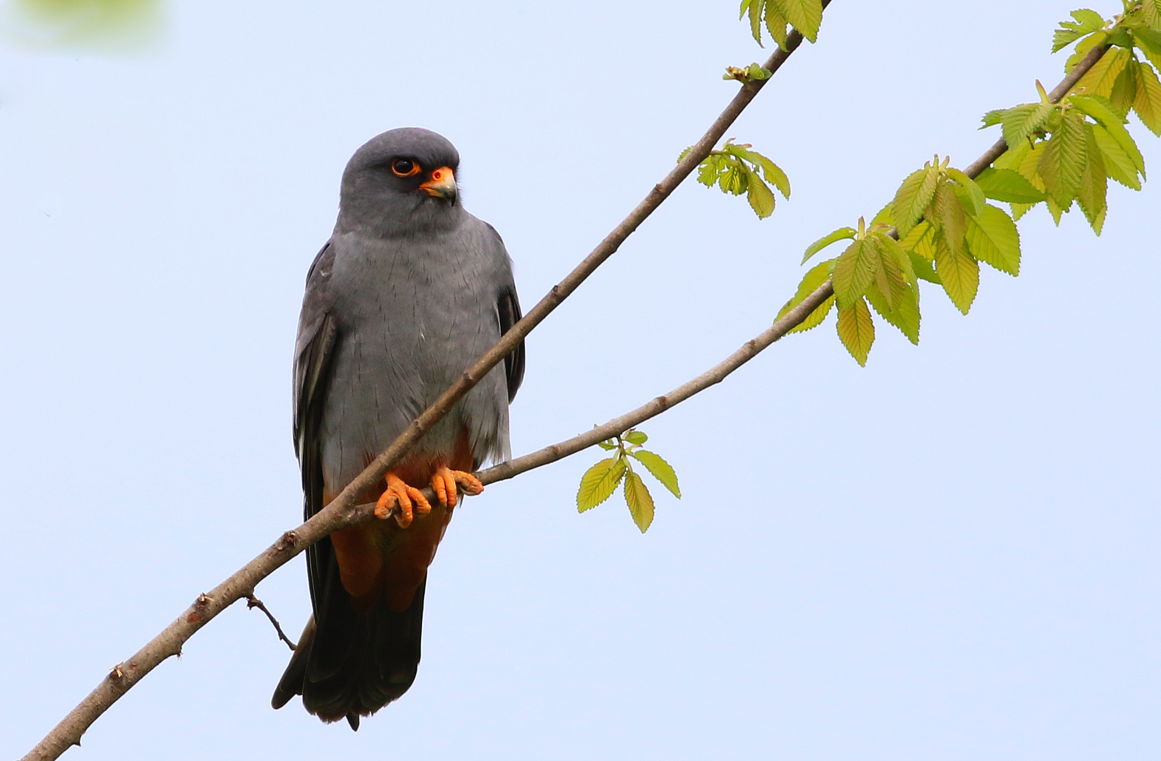 Red-footed Falcon